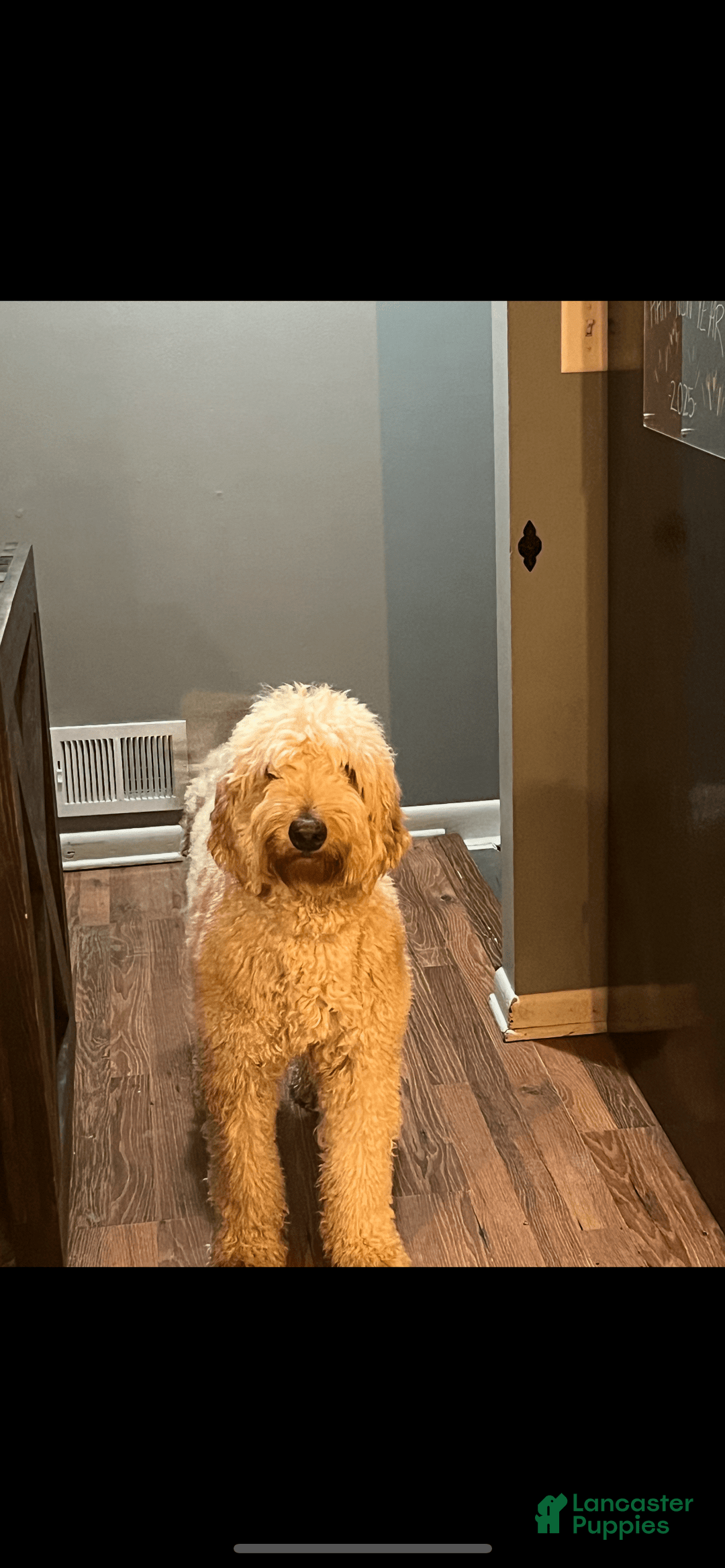 Bernedoodle dogs for sale: Pinky - Image 3