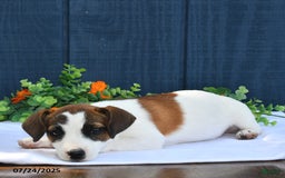 Jack Russell Terrier dogs for sale: Jamima - Image 2