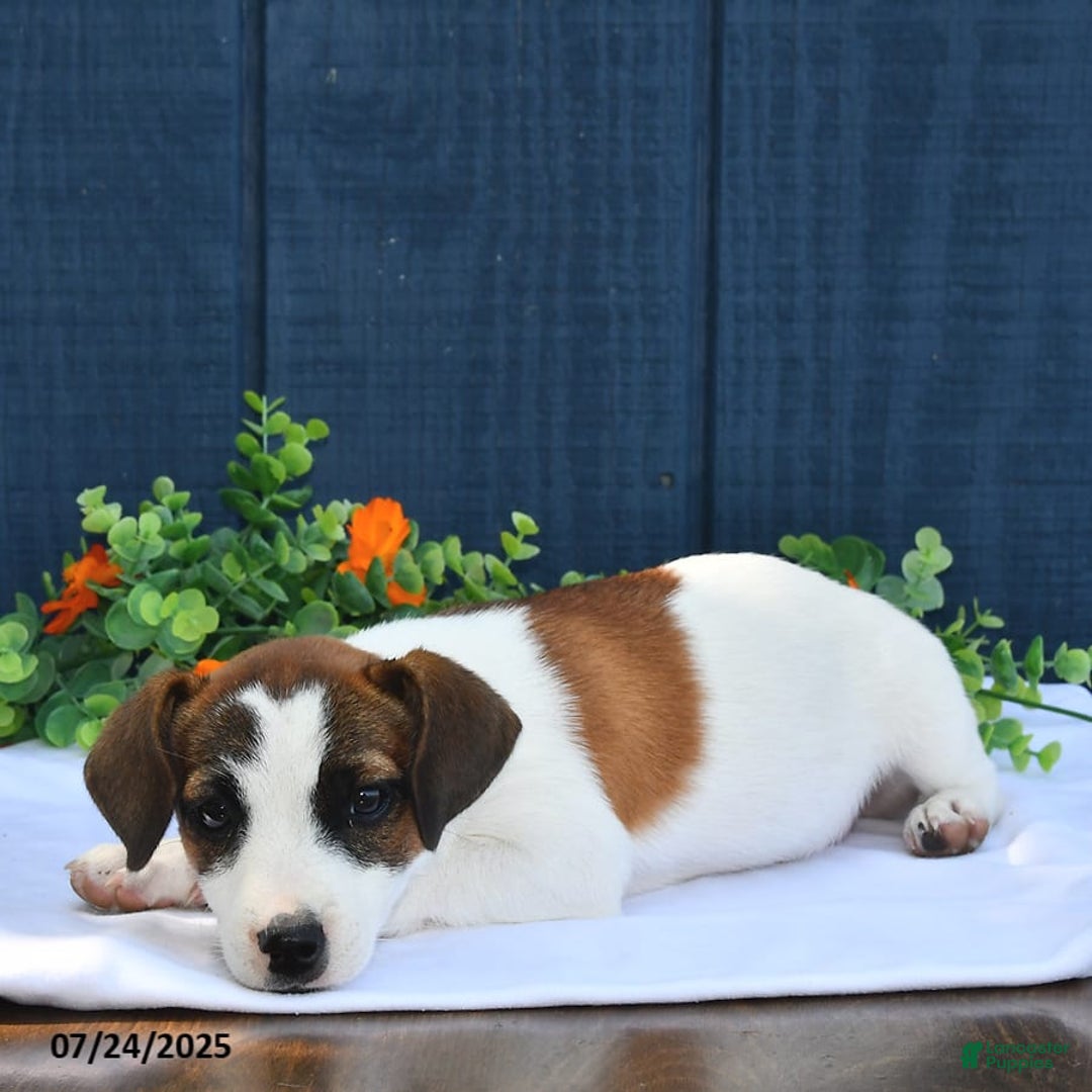 Jack Russell Terrier dogs for sale: Jamima - Image 2