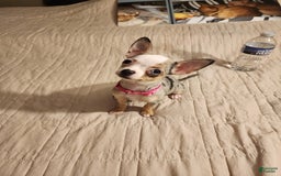 Chihuahua dogs for sale: Toy Lily - Image 2