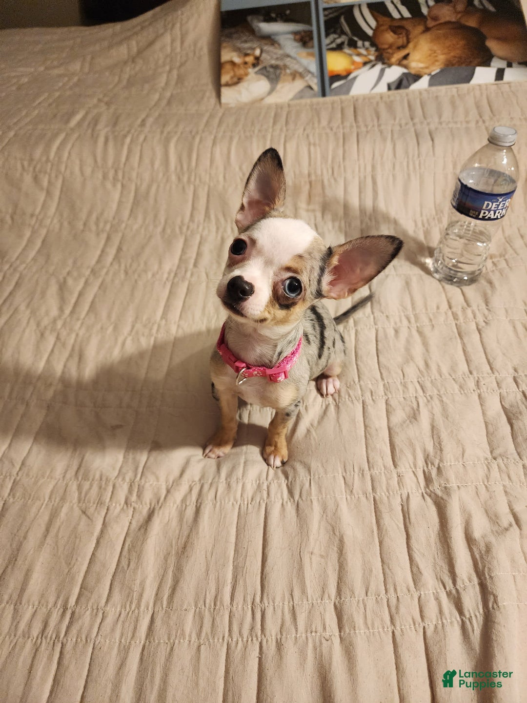 Chihuahua dogs for sale: Toy Lily - Image 2