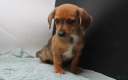 Dachshund dogs for sale: Tuffy - Image 1