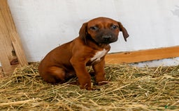 Rhodesian Ridgeback dogs for sale: Luna - Image 1