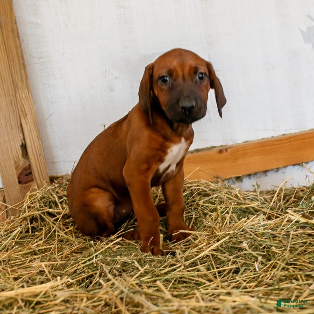 Rhodesian Ridgeback dogs for sale: Luna - Image 1