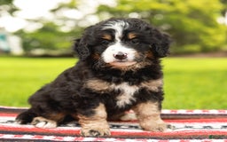 Mini Bernedoodle dogs for sale: Selah - Image 11