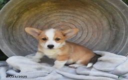 Welsh Corgi Pembroke dogs for sale: Nugget - Image 4