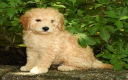 Mini Goldendoodle dogs for sale: Lincoln - Image 6