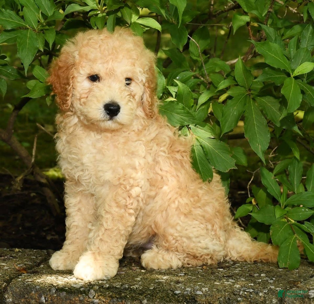 Mini Goldendoodle dogs for sale: Lincoln - Image 6