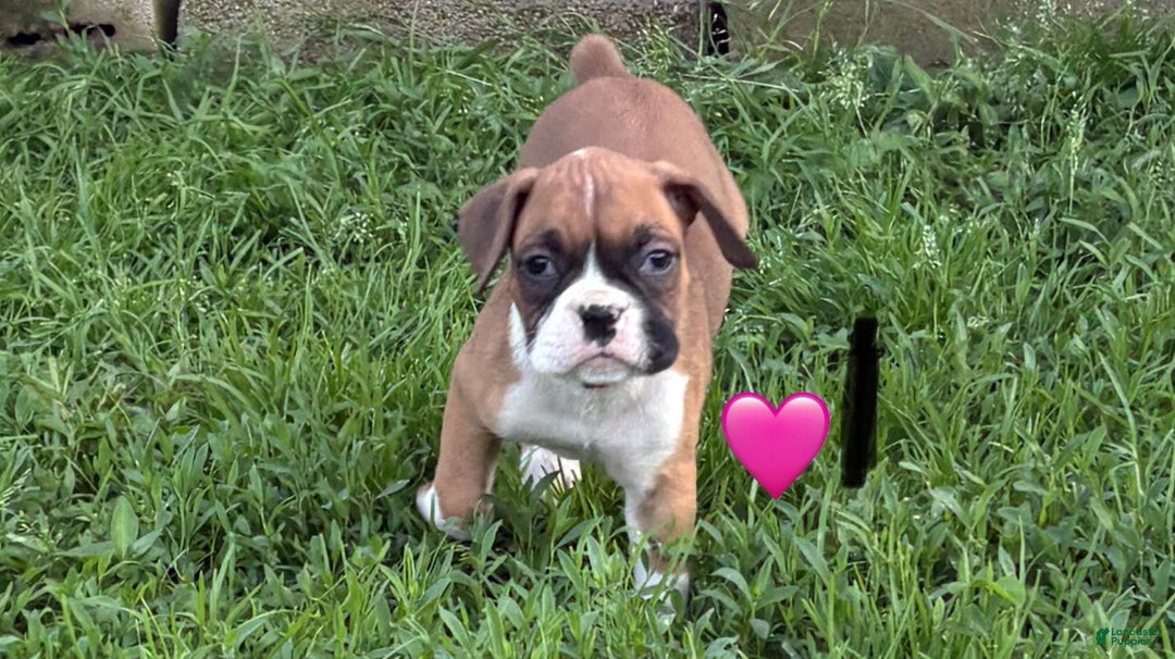 Boxer dogs for sale: Boxer - Image 2