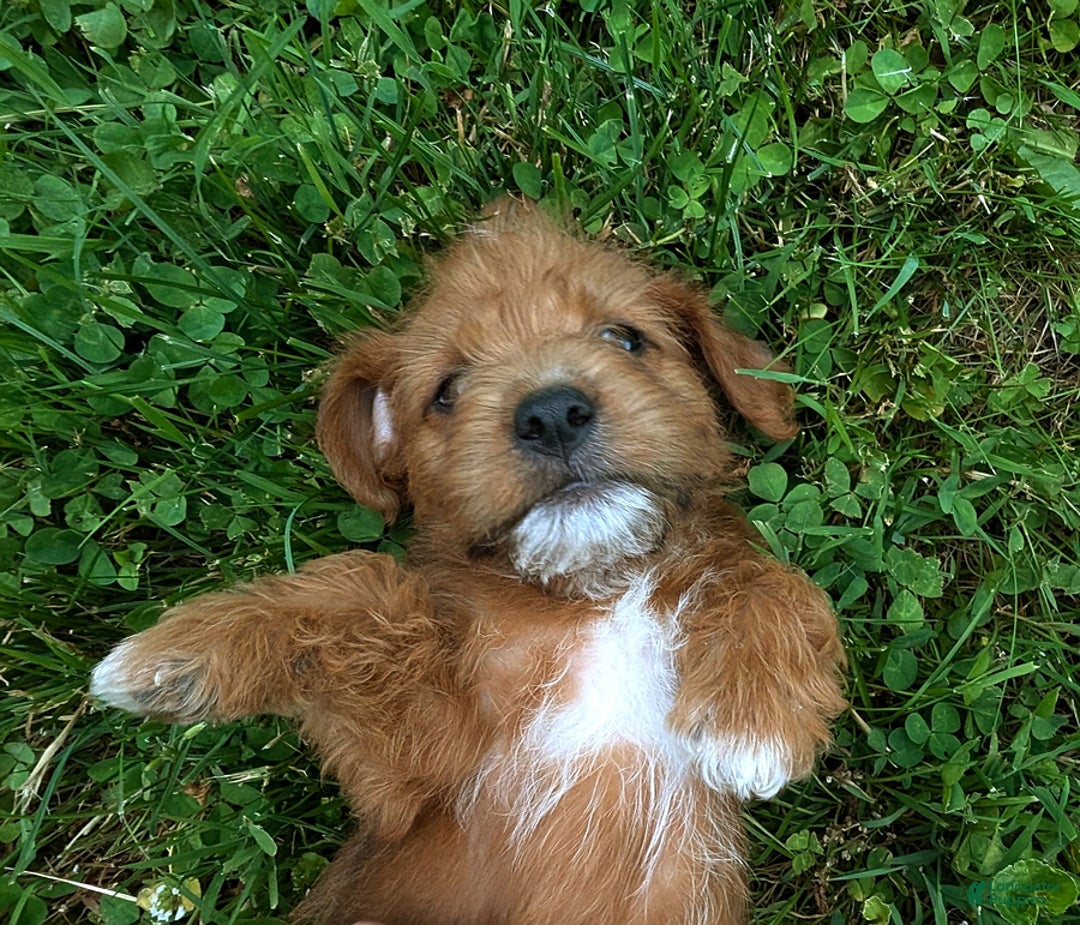 Jackapoo dogs for sale: Barkley - Image 2