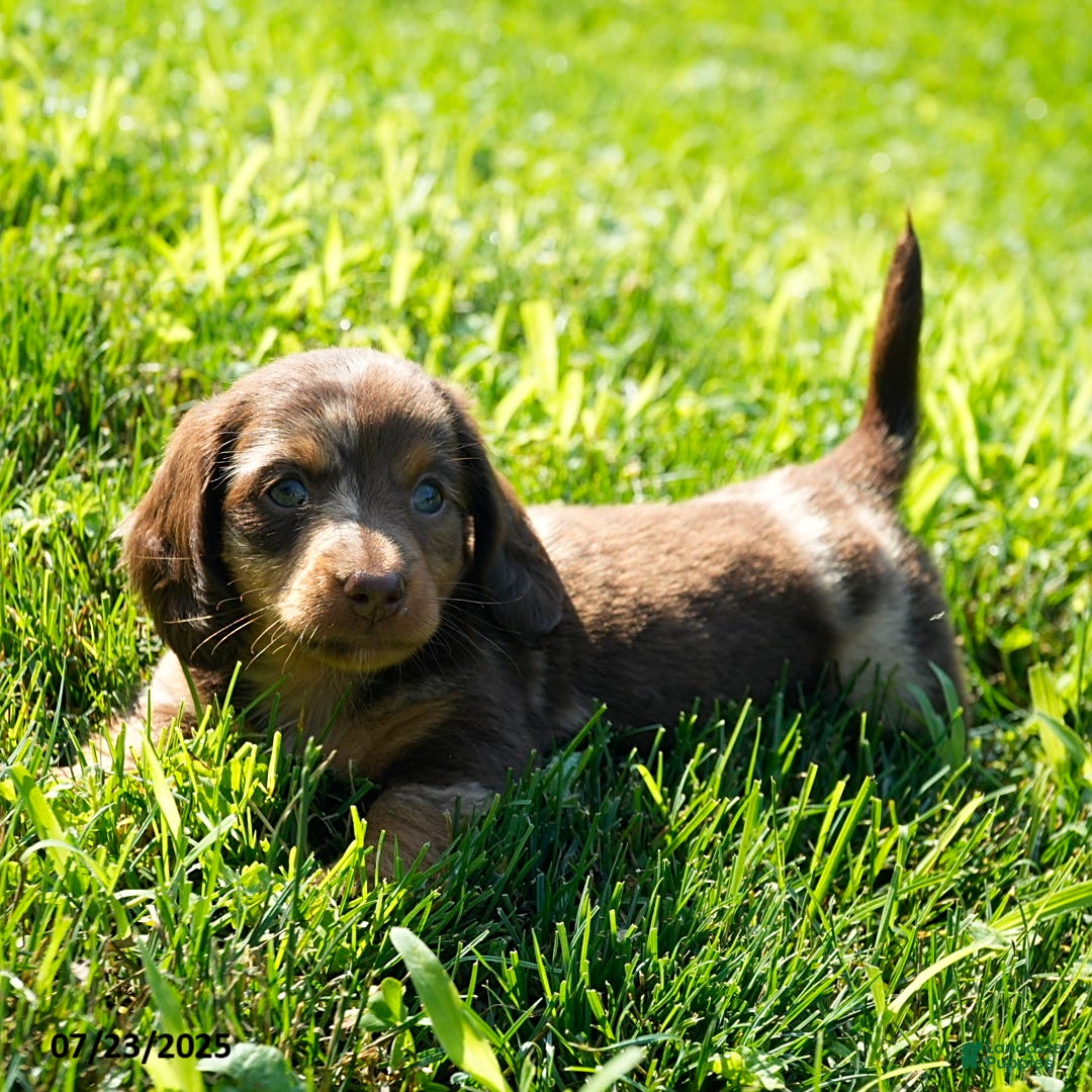 Miniature Dachshund dogs for sale: Mandi - Image 5