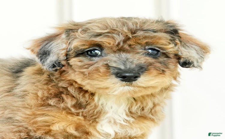 Miniature Poodle dogs for sale - Ad 3