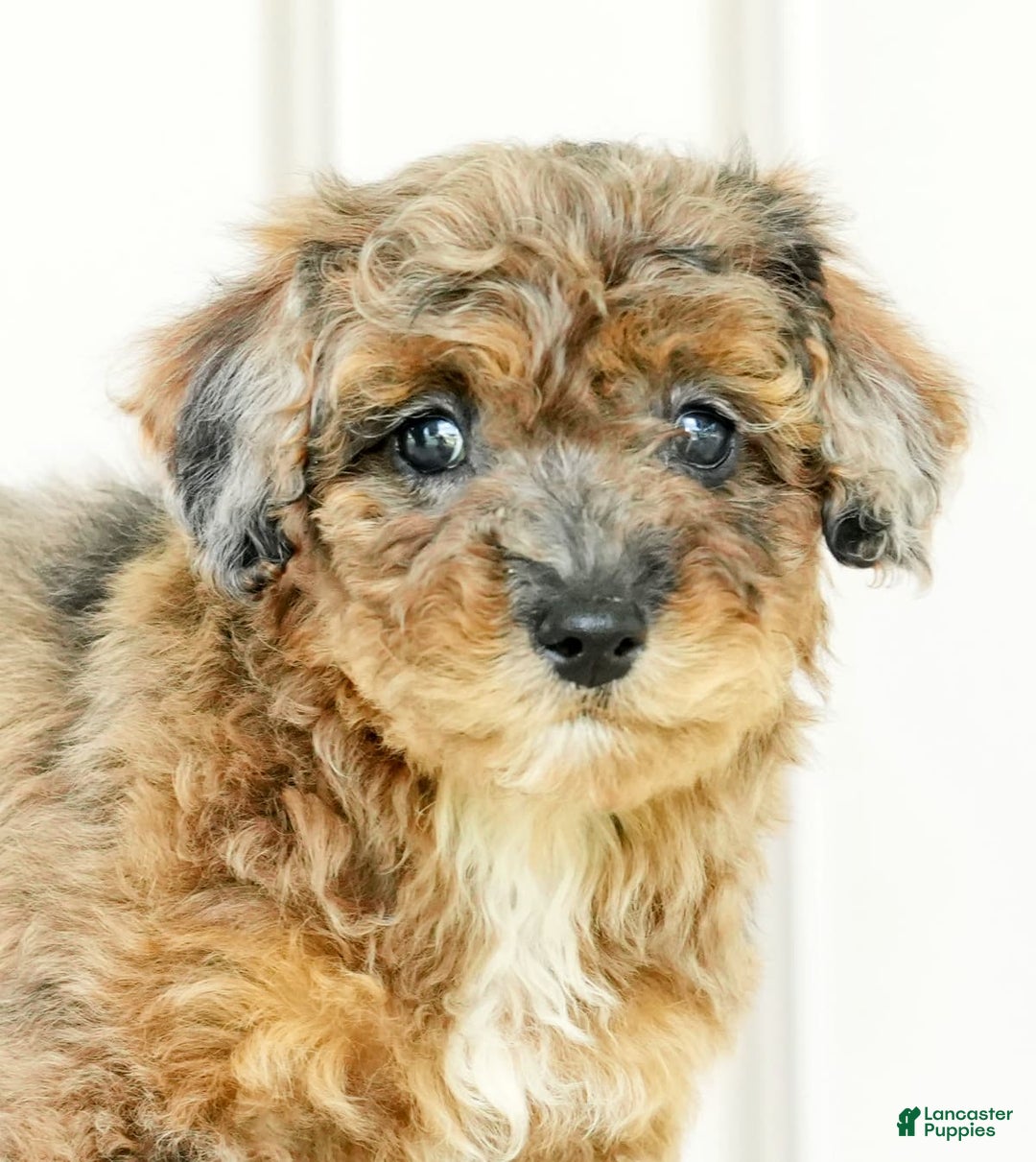 Miniature Poodle dogs for sale: Kylie - Image 1