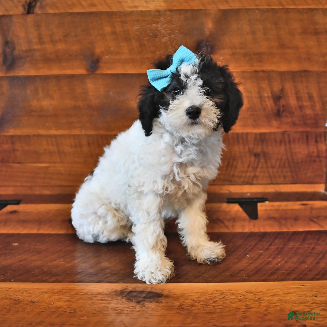 Miniature Poodle dogs for sale: Oreo - Image 3