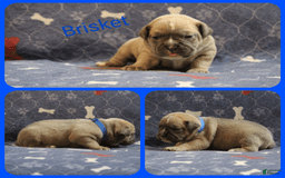 Olde English Bulldogge dogs for sale: Brisket - Image 2