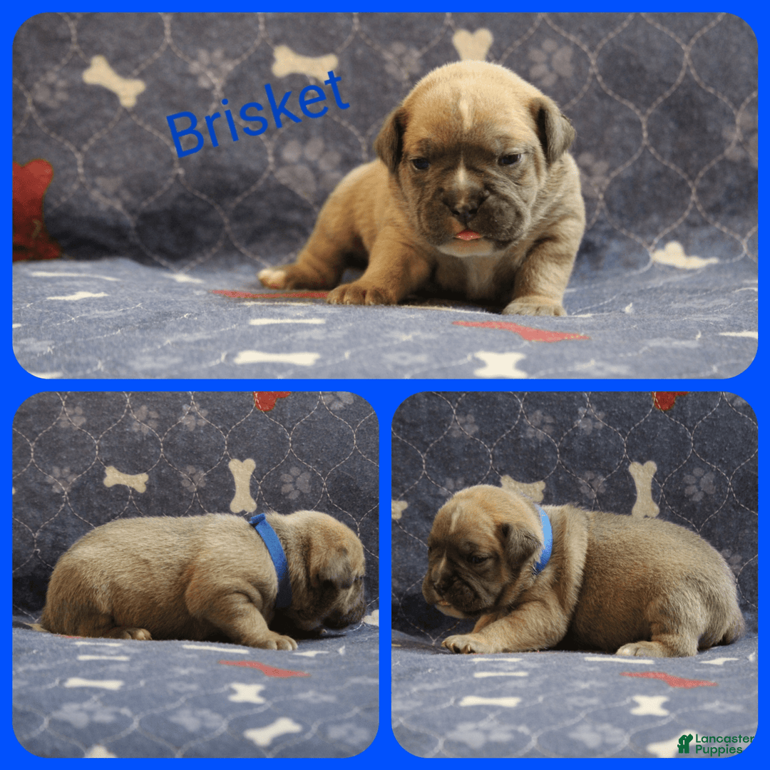 Olde English Bulldogge dogs for sale: Brisket - Image 2