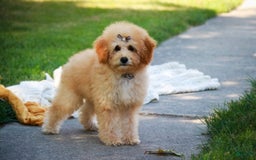 Miniature Poodle dogs for sale: Addison - Image 8