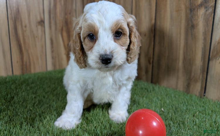 Cavapoo dogs for sale - Ad 4