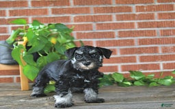 Miniature Schnauzer dogs for sale: Hellen Champion Blood - Image 5