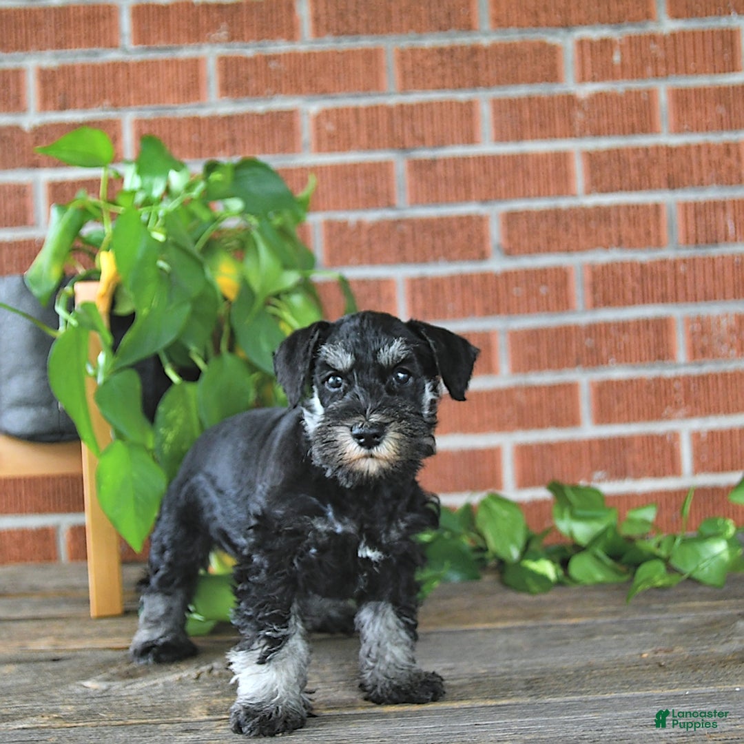 Miniature Schnauzer dogs for sale: Hellen Champion Blood - Image 5