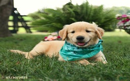 Golden Retriever dogs for sale: Maple - Image 5