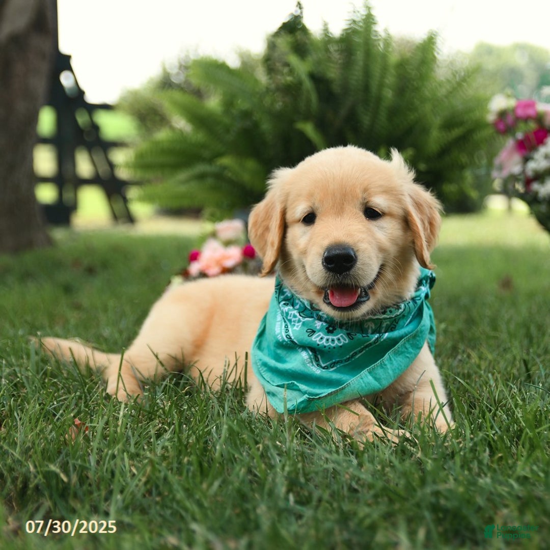 Golden Retriever dogs for sale: Maple - Image 5