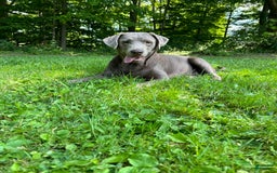 Labrador Retriever dogs for sale: Otter - Image 4