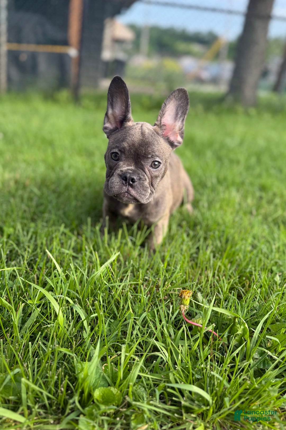 French Bulldog dogs for sale: Avery - Image 4
