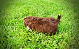 Havapoo dogs for sale: Valor - Image 9