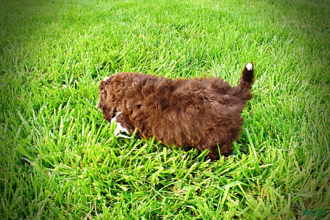 Havapoo dogs for sale: Valor - Image 9
