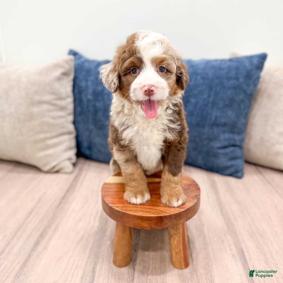 Mini Bernedoodle dogs for sale: Benji - Image 6