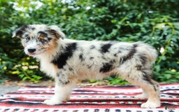 Australian Shepherd dogs for sale: Georgia - Image 3
