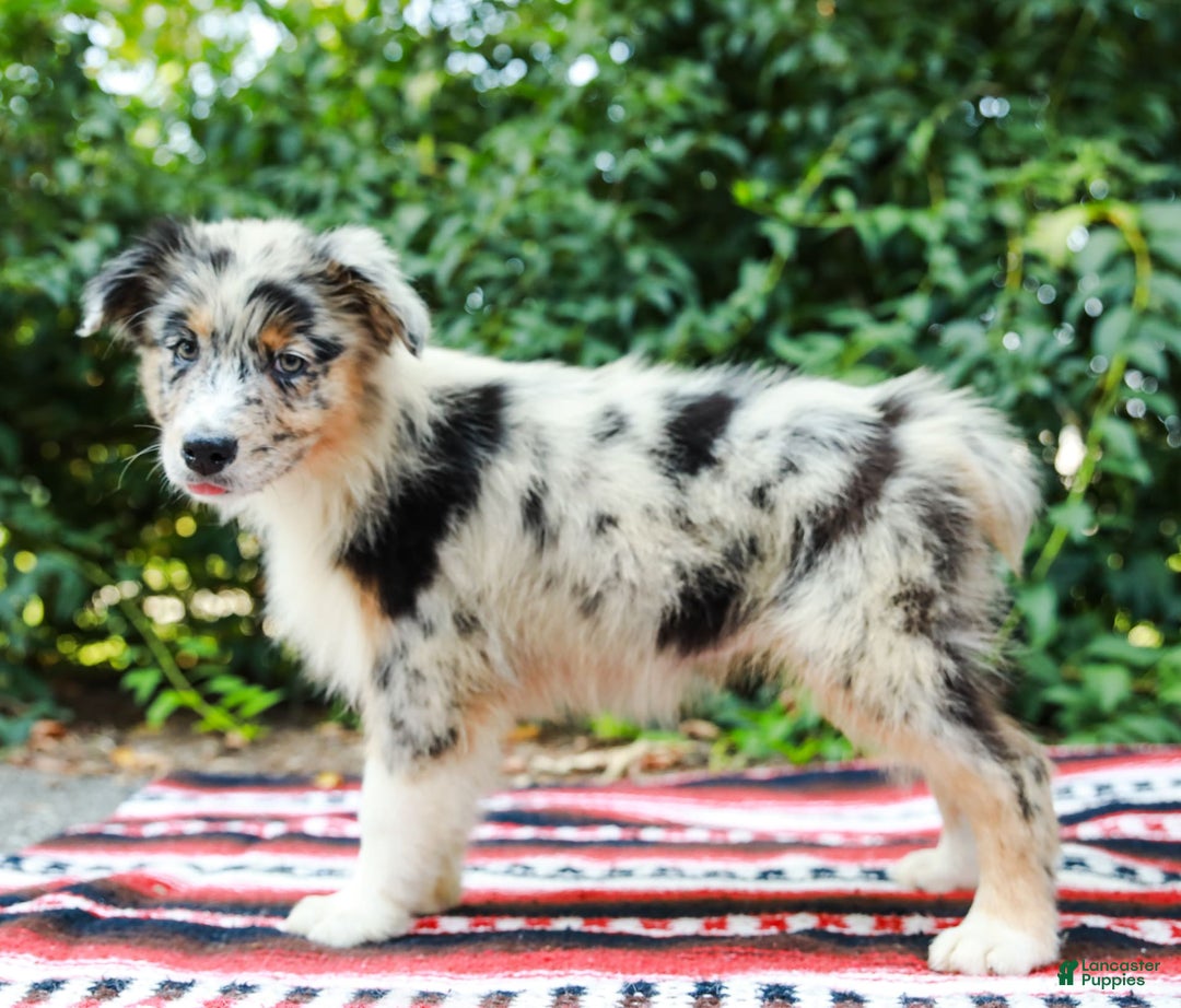 Australian Shepherd dogs for sale: Georgia - Image 3