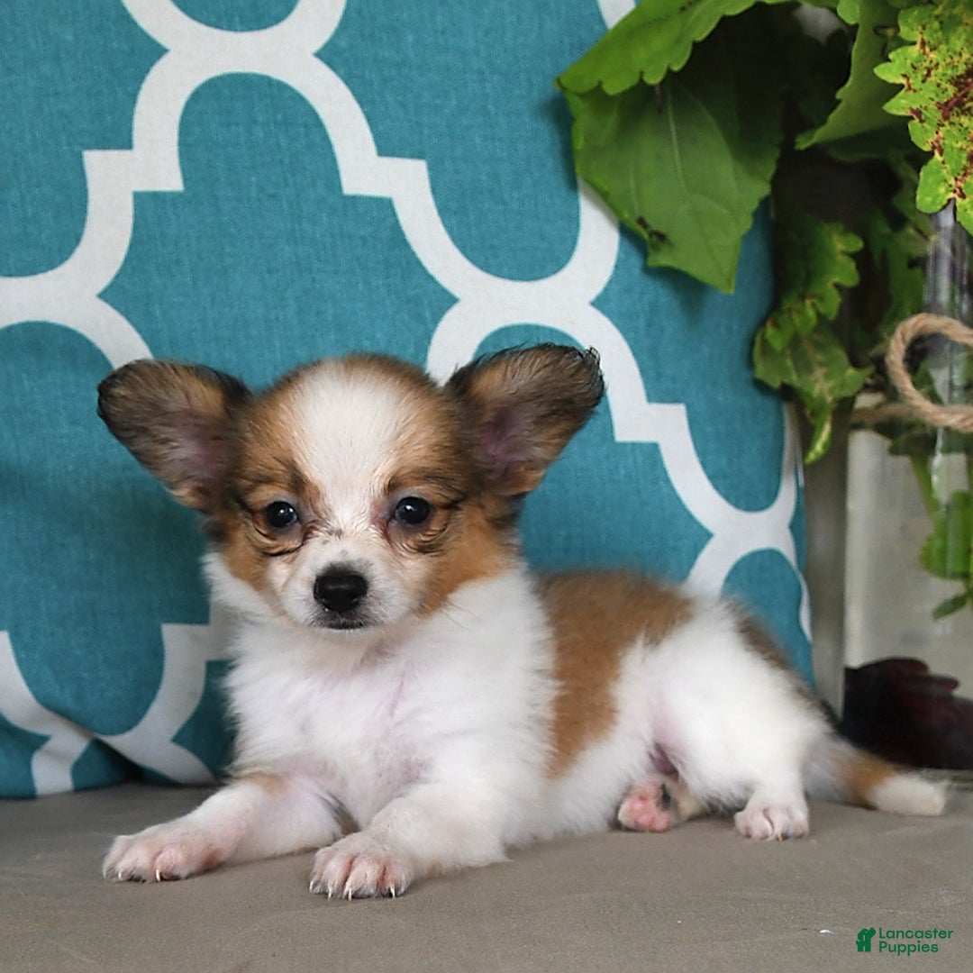 Papillon dogs for sale: Shadow - Image 3