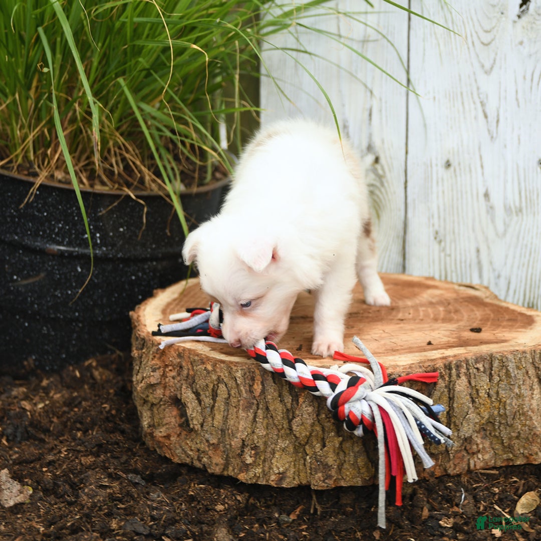Miniature Australian Shepherd dogs for sale: Charlotte - Image 6