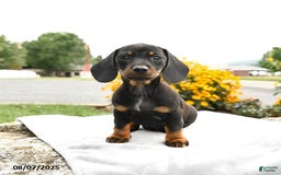 Miniature Dachshund dogs for sale: Chili - Image 2