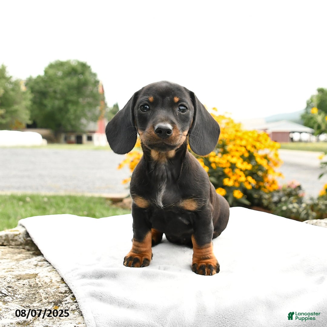 Miniature Dachshund dogs for sale: Chili - Image 2