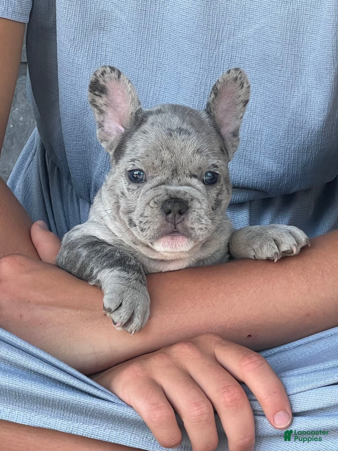 French Bulldog dogs for sale: Loki - Image 1