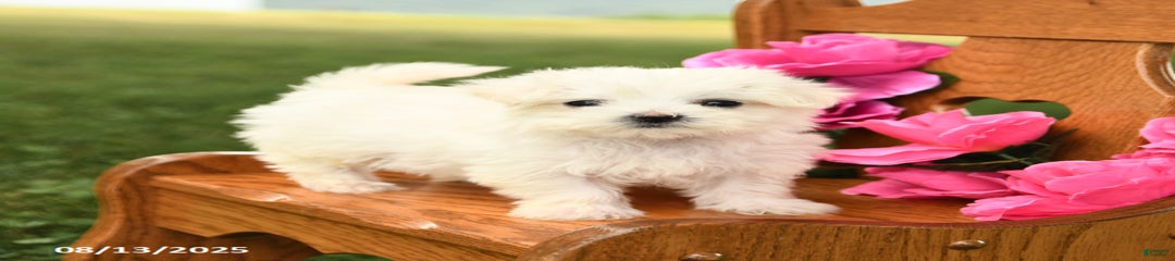 Snowball
