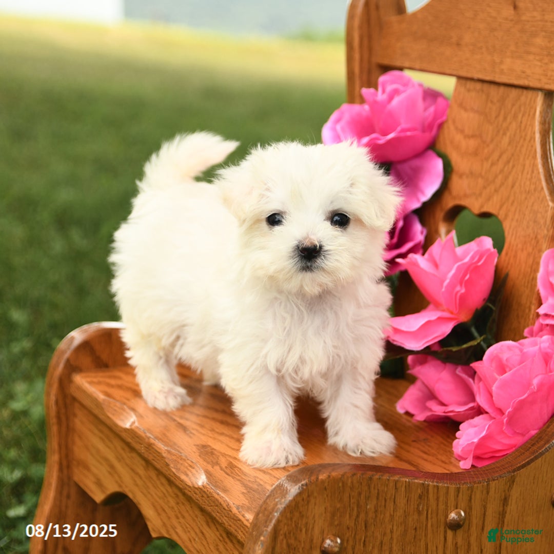 Maltese dogs for sale: Snowball - Image 1