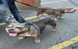 American Bully dogs for sale: Ryder - Image 14