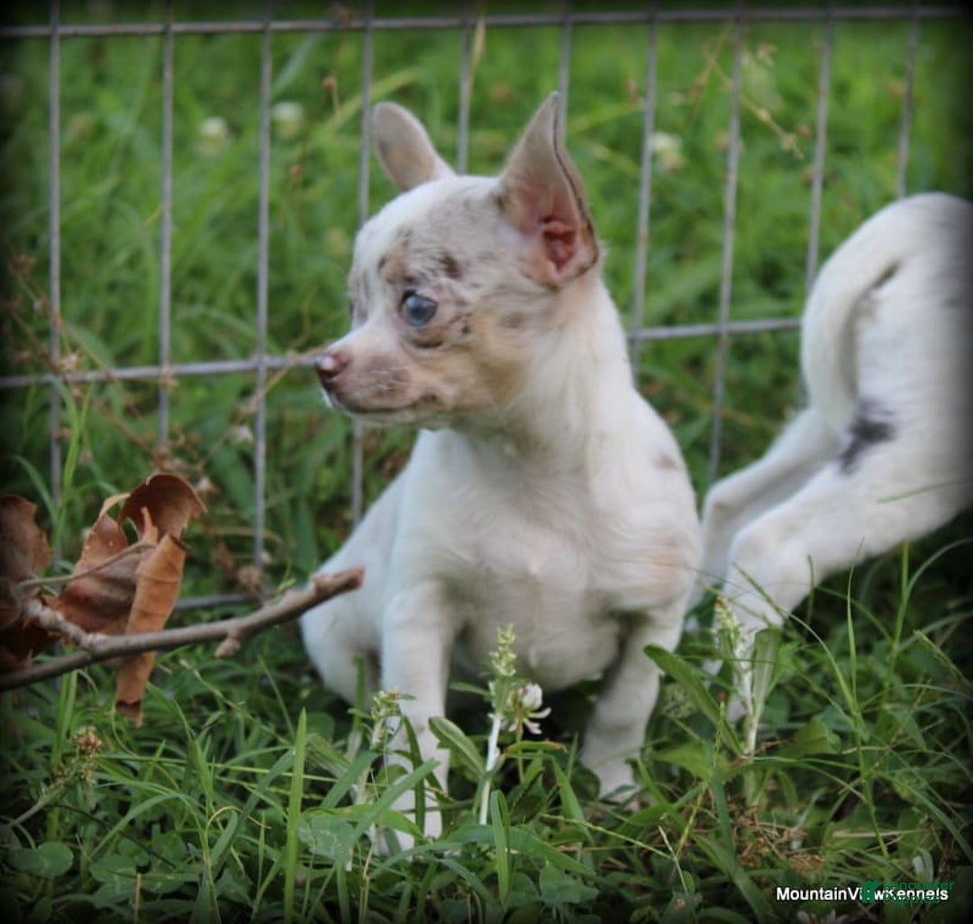 Chihuahua dogs for sale: Merle Alita - Image 2