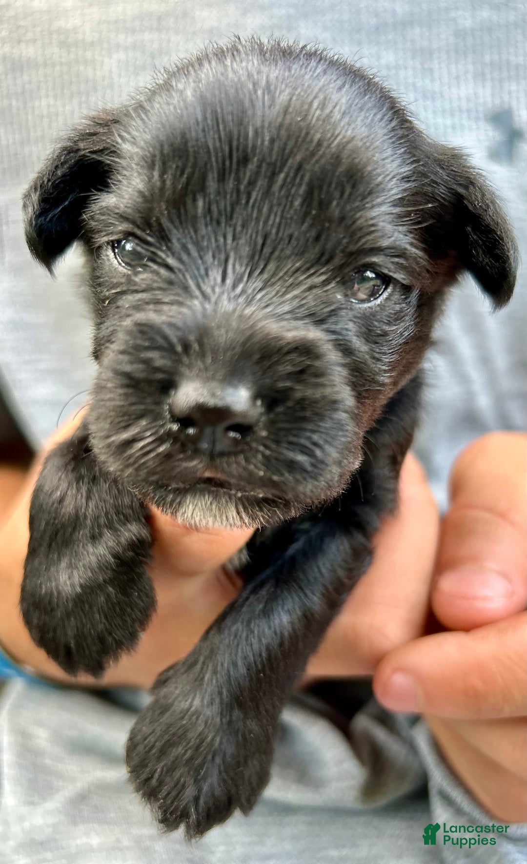 Miniature Schnauzer dogs for sale: Buddy - Image 15
