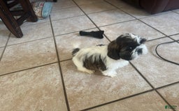 Shih Tzu dogs for sale: Emunah - Image 5