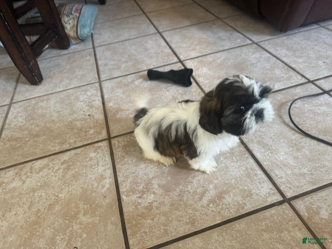 Shih Tzu dogs for sale: Emunah - Image 5