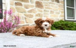 Mini Goldendoodle dogs for sale: Callie - Image 2