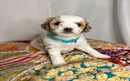 Standard Poodle dogs for sale: Jupiter - Image 3