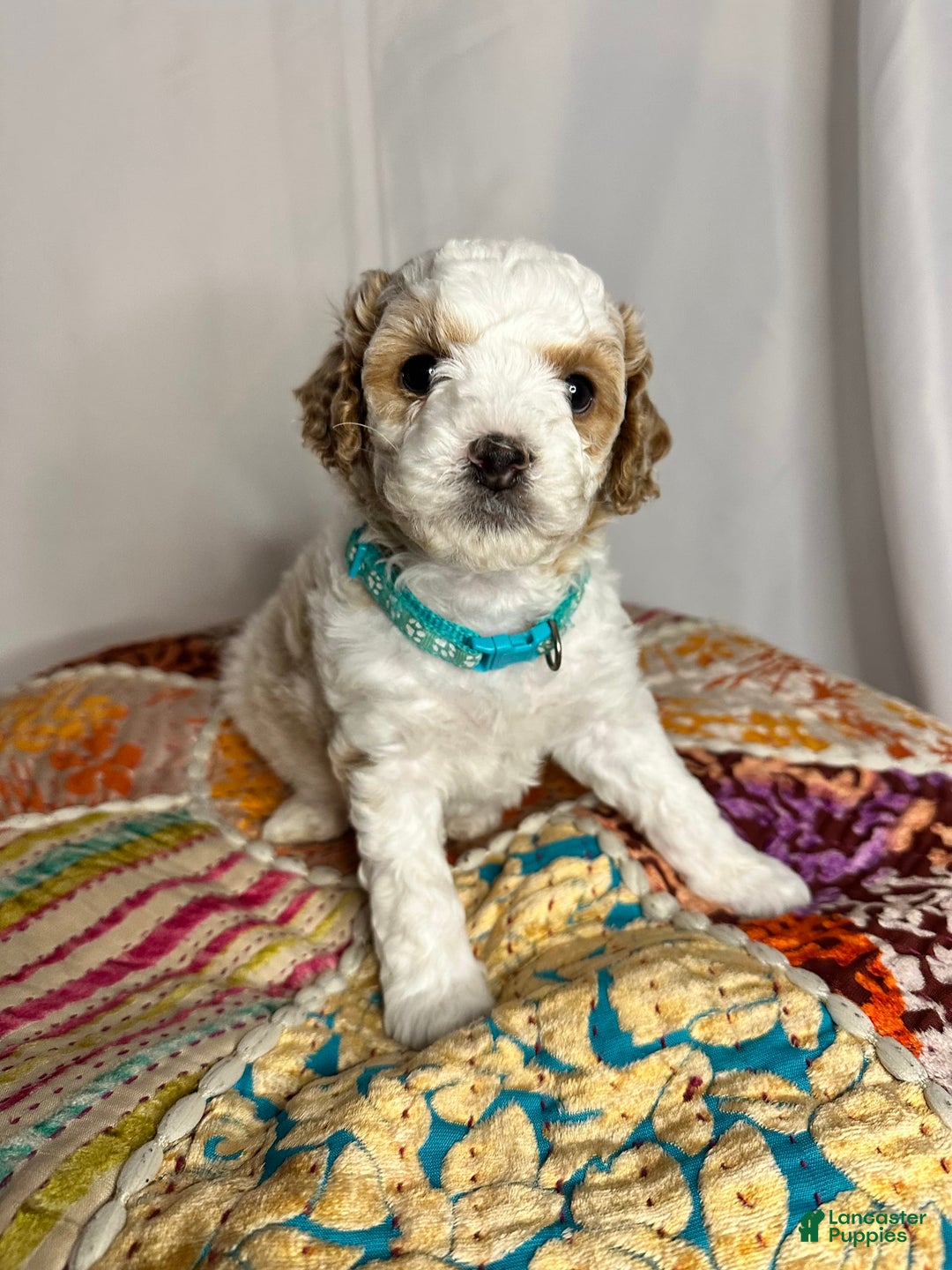 Standard Poodle dogs for sale: Jupiter - Image 3