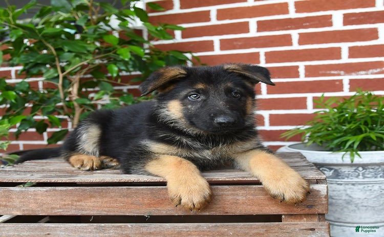 German Shepherd dogs - Advert 32