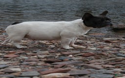 French Bulldog dogs for sale: Baby Girl - Image 4
